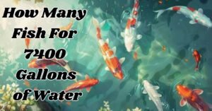 Read more about the article The Ultimate Guide: How Many Fish for 7400 Gallons of Water?