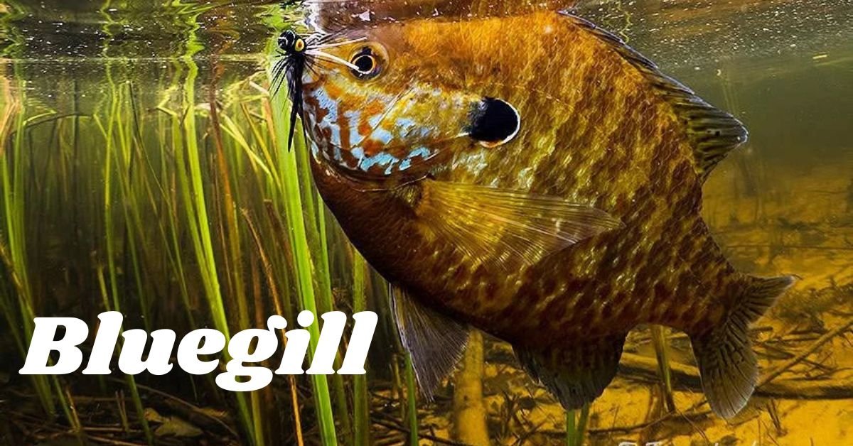 Read more about the article The Ultimate Guide: How Many Bluegill for 7400 Gallons of Water