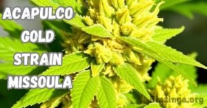 Read more about the article Exploring Acapulco Gold Strain Missoula: The Legendary Cannabis Experience