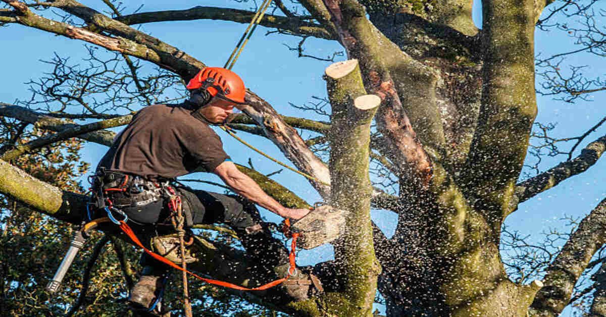 You are currently viewing What Can an Arborist Do for My Yard? 